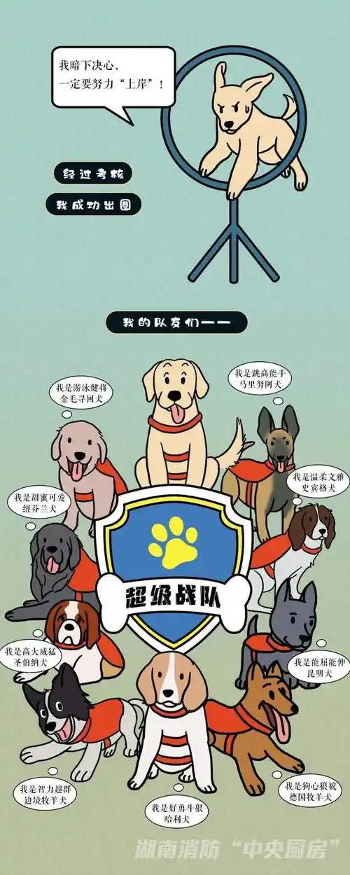 消防员的蓝焰知己搜救犬成长记
