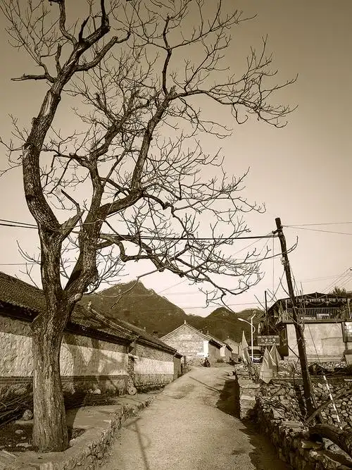 老村组照之一村口的那棵树