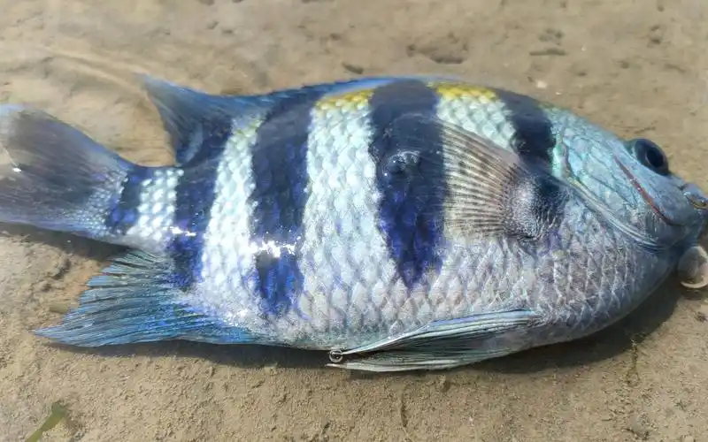 阿富赶海运气爆发,在沙滩上发现彩色的石鲷鱼,还有多种海鲜