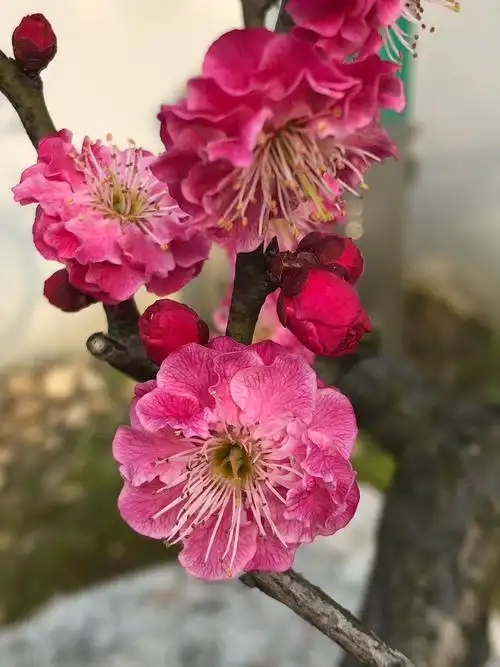 无锡梅园梅花5(20190304)