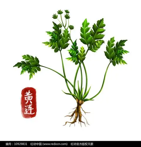 原创手绘中药黄连