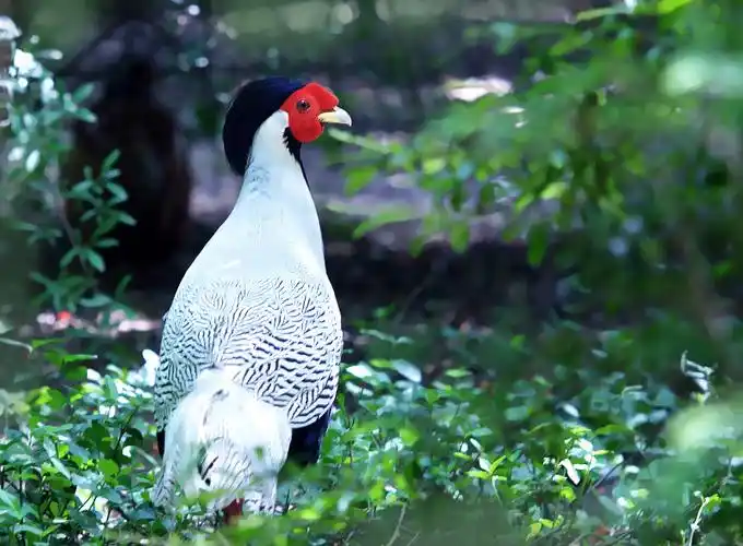 白山鸡的形态特征