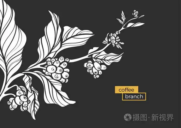 白色分支用树叶和天然咖啡豆的咖啡树.矢量