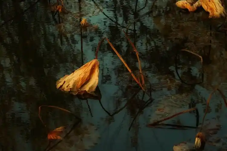 残荷之美——美在沧桑历经,美在意境深远