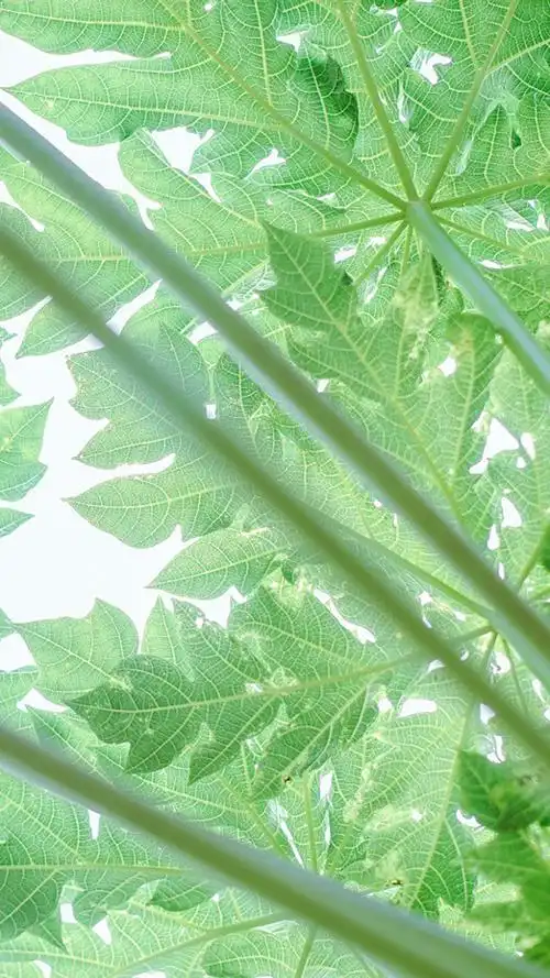 清新唯美静物图片高清手机壁纸