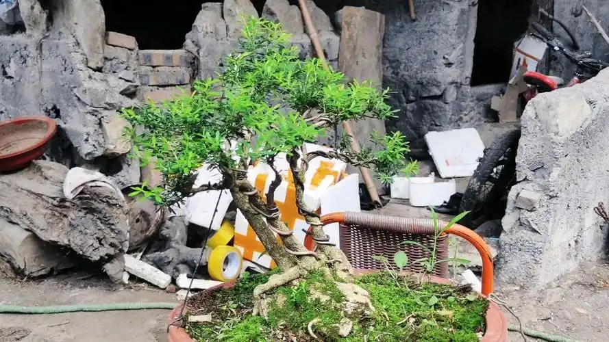 一本三杆式的黄杨盆景桩头粗大枝条布局到位极富味道的树型