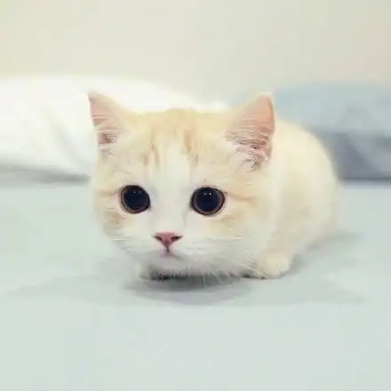 猫咪gif可爱gif趴地上gif萌宠gif