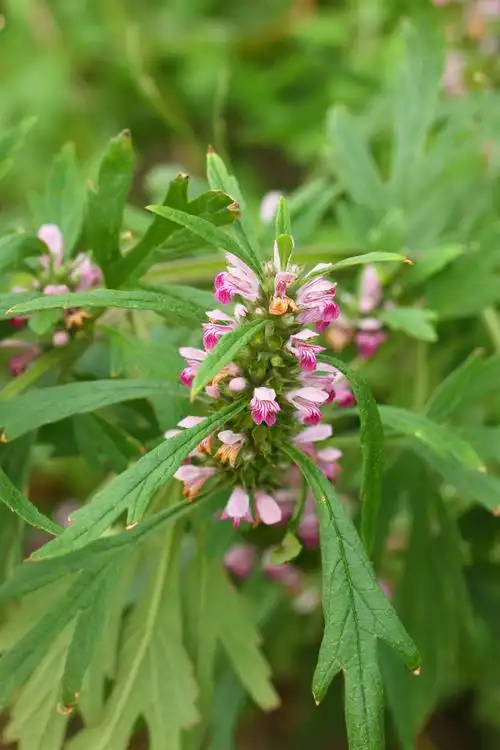 野生益母草图片大全_39健康网_精编内容