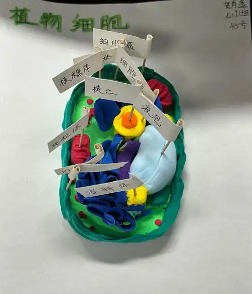 合肥市第四十五中学第三届生物模型大赛