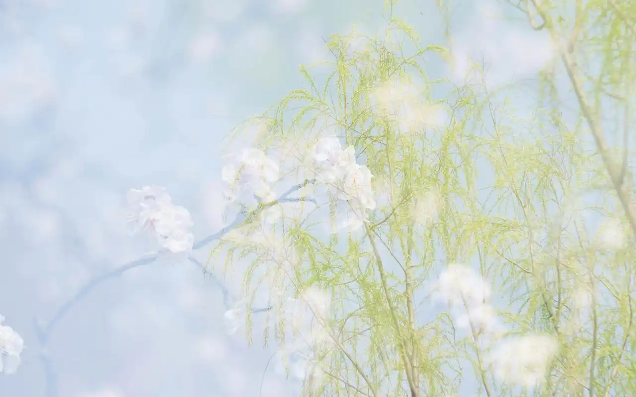 风景壁纸,唯美,花卉,高清,清新,摄影,微距,素雅,壁纸,1920x1200