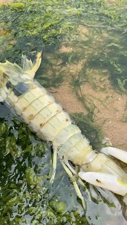 迄今为止,见过的最大的皮皮虾,可惜不是活的