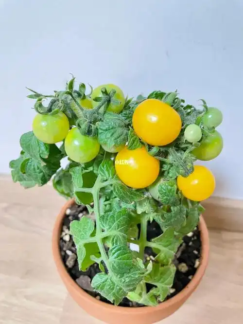 矮生小番茄真可爱