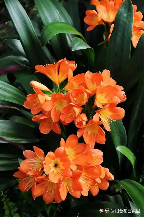 6大富贵花能养几十年花大雍容又华丽能养成传家宝