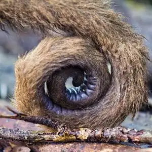 毛猴的尾巴照片