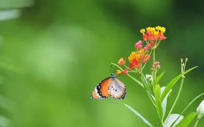 彩色蝴蝶与花朵唯美图片大全##图片大全##合集图片大全##图片素材