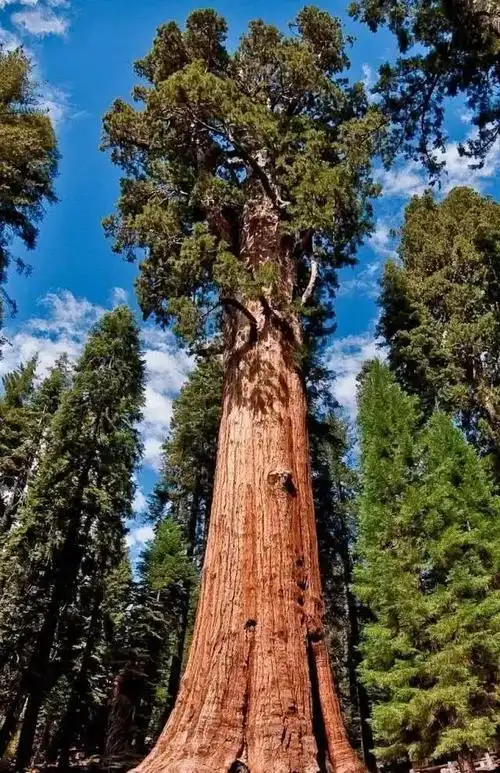 世界上最大的树树龄高达3200年有着世界爷的美誉