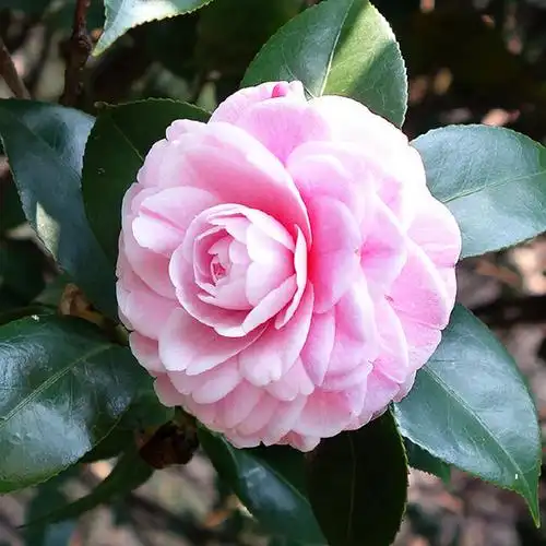 十八学士茶花盆栽花苞树苗花卉庭院室外四季时令草本花卉