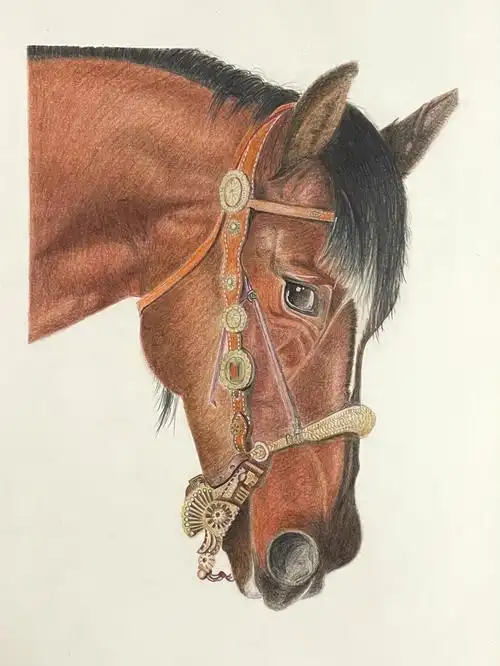 十二生肖系列彩铅马新手绘画尝试