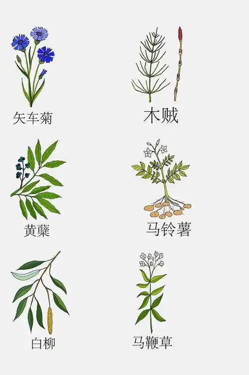 大气手绘线描中草药草本植物免抠素材