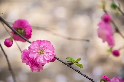 美丽的花美好的寓意欣欣向荣榆叶梅25图