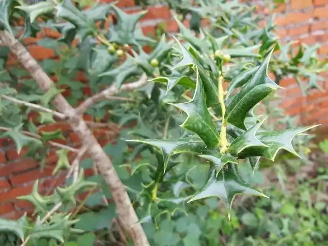原创这树满身刺曾当防盗树种植但全身是宝如今城里卖上千元一棵