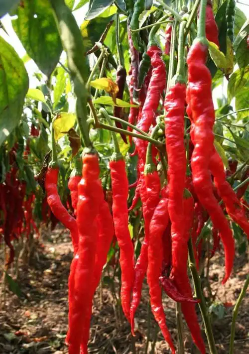 辣椒应用大全,十多种辣椒的特性梳理,掌握辣味不可错过的一课__财经