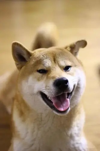 嬉皮笑脸的陈皮