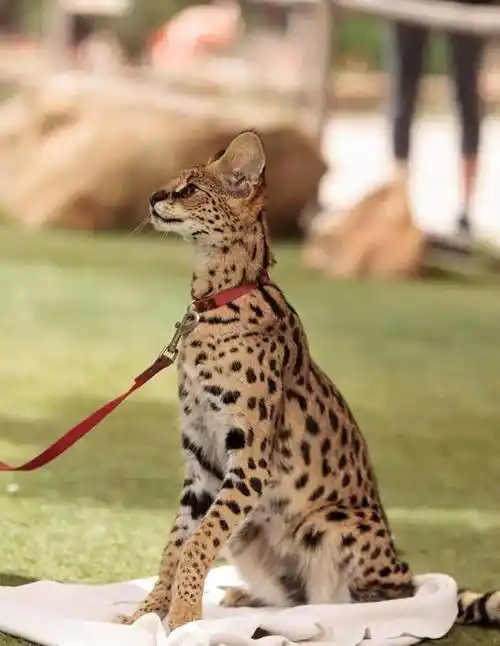 世界最昂贵的猫咪排行榜最高竟然要30万人民币