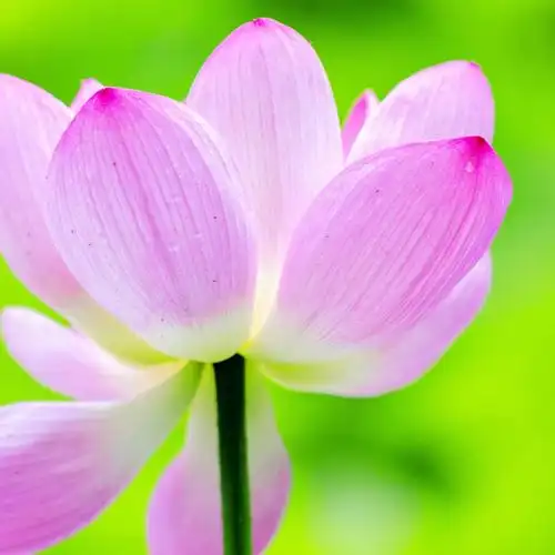 映日荷花别样红