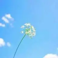 手拿植物的小清新唯美头像,夏日小清新头像好看