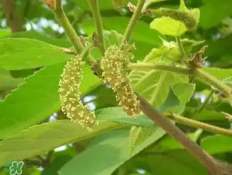 构树花孕妇能吃吗?构树花孕妇可以吃吗?