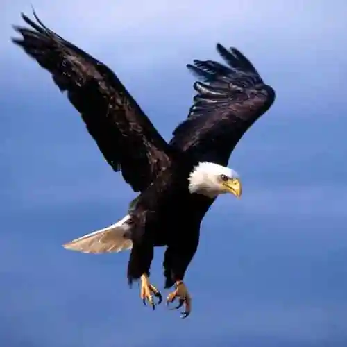 草原雄鹰100649656头像