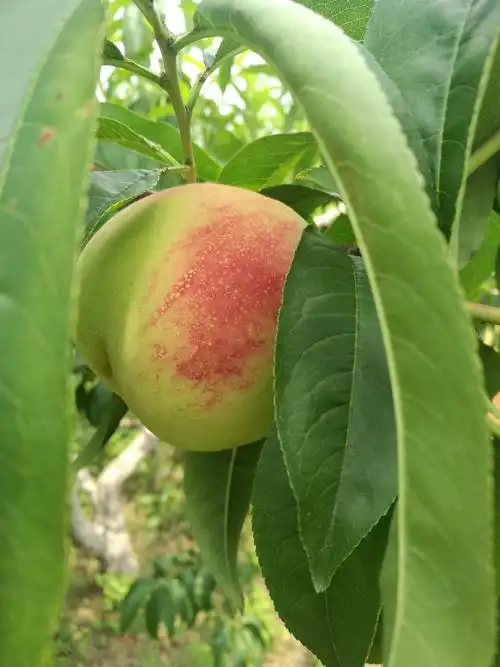 个大,桃子通体鲜红,口感格外清脆可口!