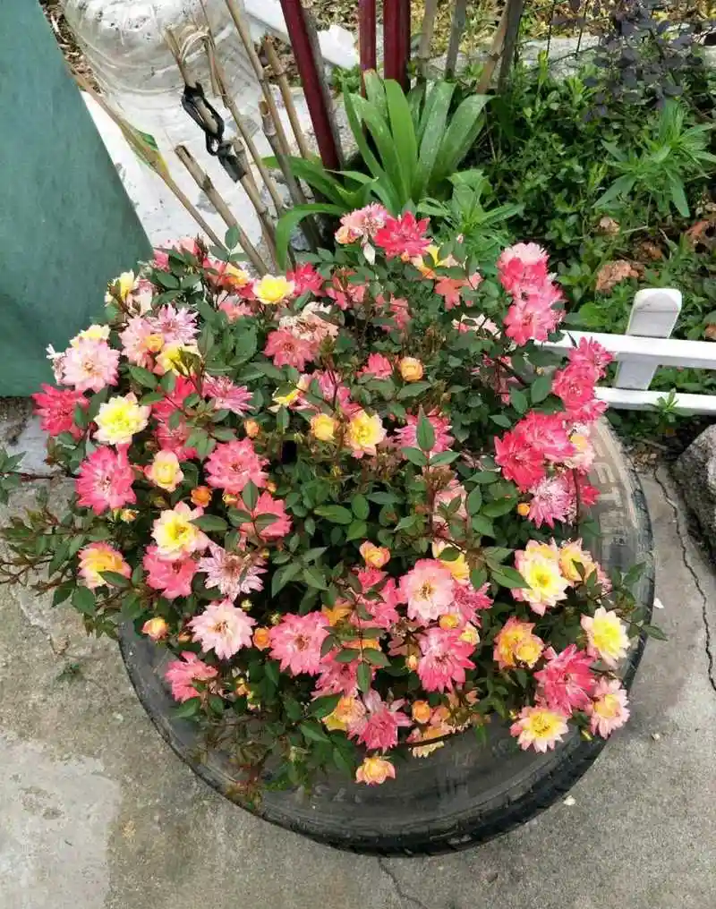 微型月季花"小五彩",一种会同时开几种颜色花朵的植物,五颜六色,绚丽