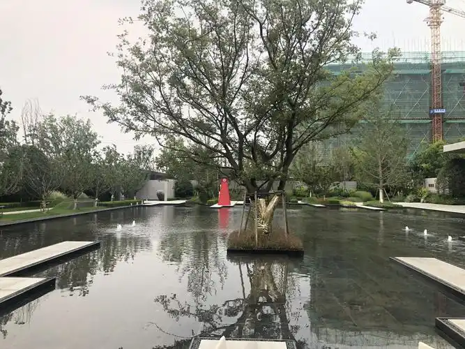 水池中孤植的造型树