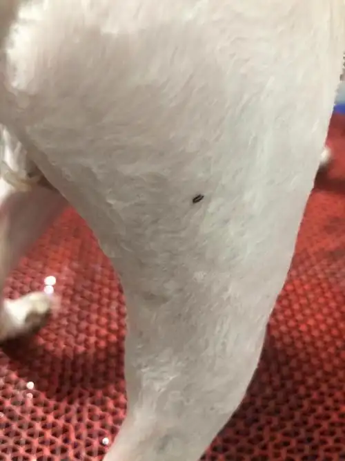 实在是有点搞不懂,关于狗身上的跳蚤问题