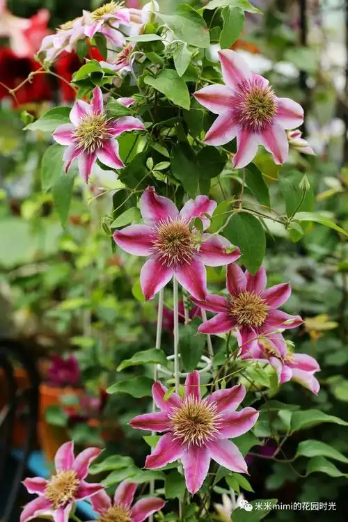 铁线莲品种解析53皇后