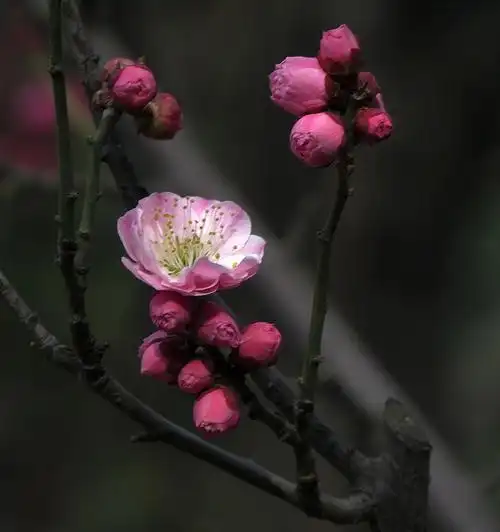 【好摄之图】梅花