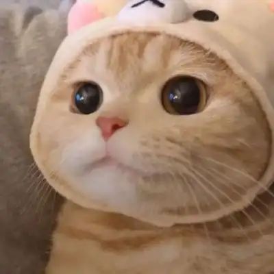 同款可爱小猫咪微信头像系列