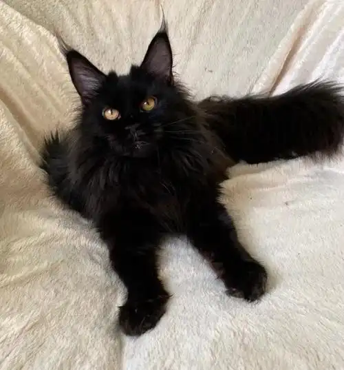 来自:缅因luka猫舍2021-08-05 23:56:46