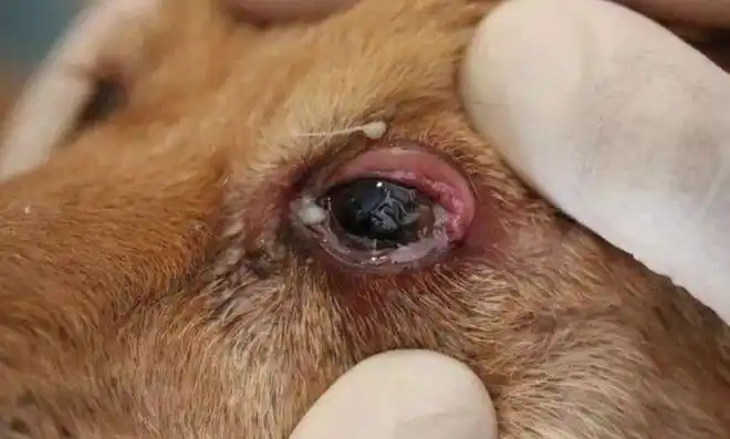 长在眼睛里的小虫子是咋回事?