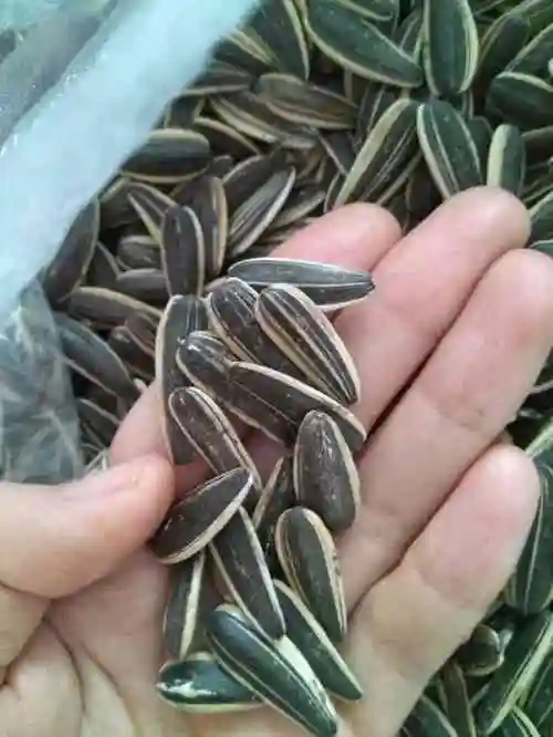 山东张瓜子炒货-"以前读书的时候就很爱买他们家瓜子和杏仁.