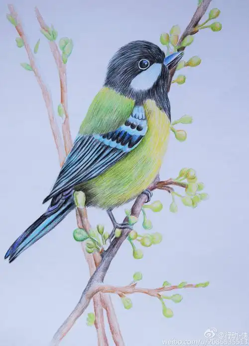 简单动物彩铅简笔画 简笔画图片大全-蒲城教育文学网