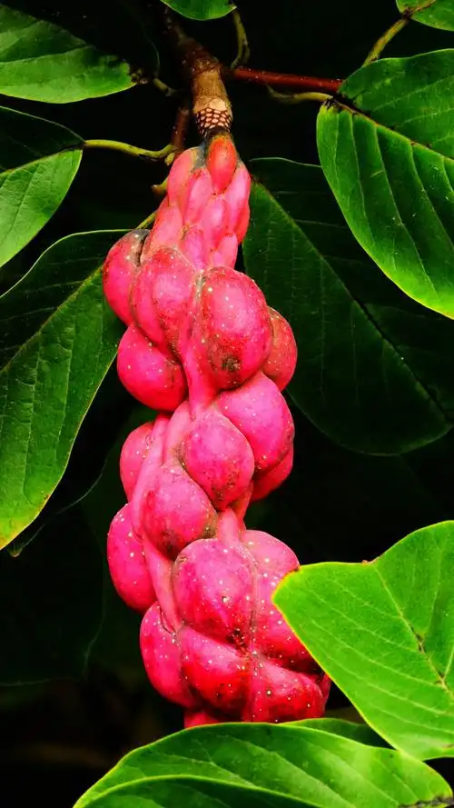 美丽的玉兰花,果实是这个样子的