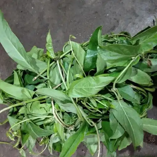 鸡屎藤现摘野生新鲜鸡屎藤臭屁藤通气藤皆治藤鸡矢藤牛皮冻臭藤新鲜叶