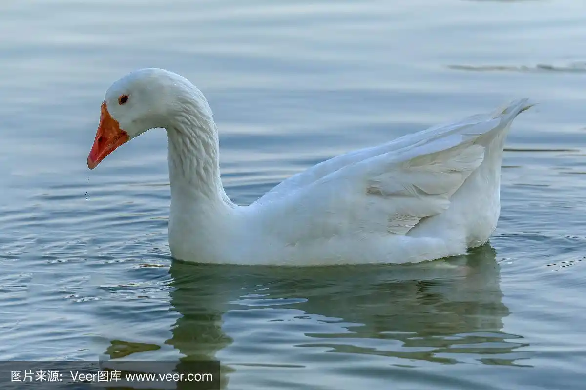 美丽的白色鸭子漂浮在al qudra湖