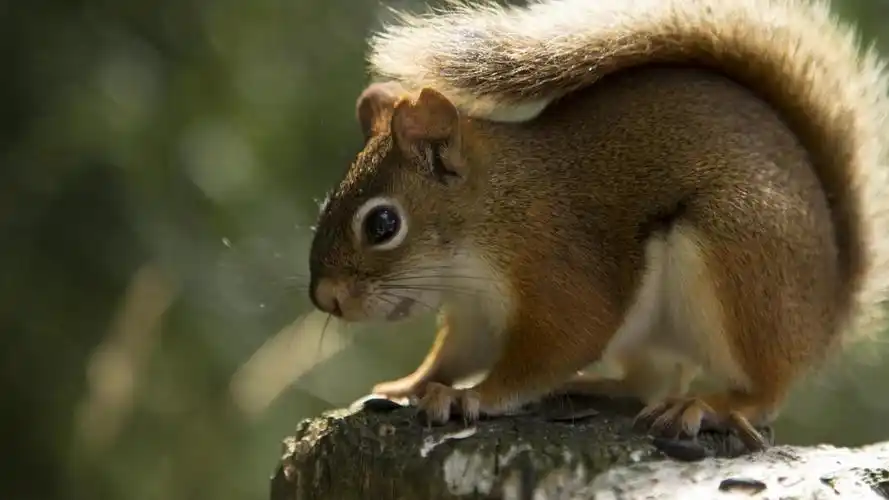 电脑平板电视机5120x2880松鼠 自然 野生动物 可爱 尾巴 红松鼠壁纸