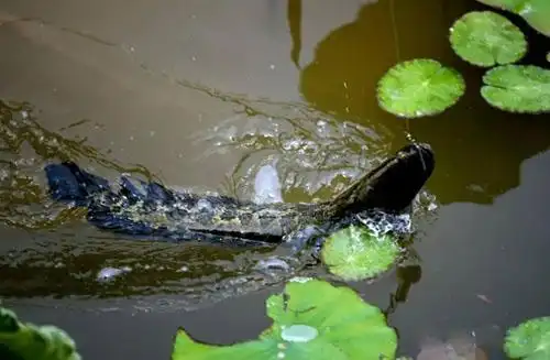 1 ,试探钓法隐蔽在黑鱼窝的附近,不要大声说话或发出其他声响,防止