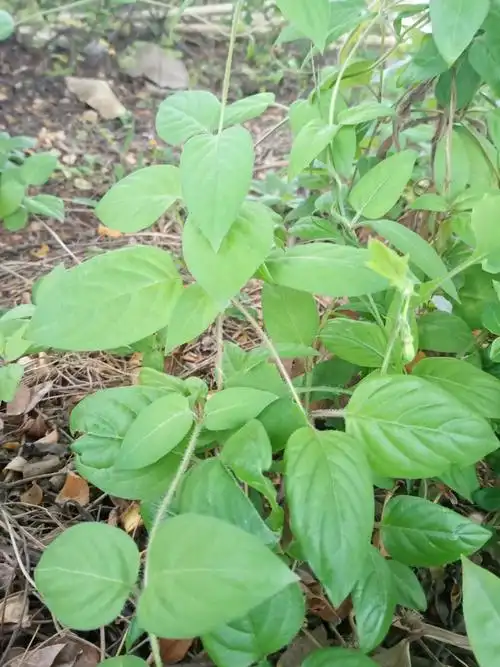 野生白毛鸡屎藤糍.