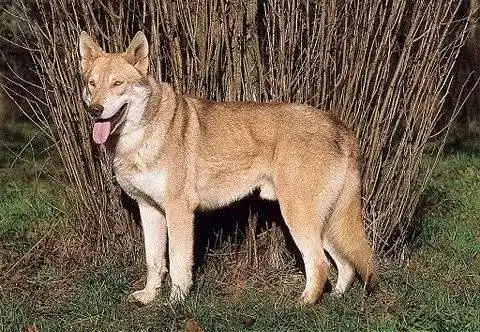 撞脸程度:95% 外表和捷克狼犬很像,据说是德牧和野狼杂交的后代,非常